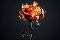 Fire rose flower petal. AI generated Image by rawpixel.