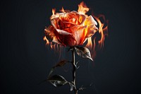 Fire rose flower petal. 