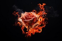 Fire rose flower fragility. 