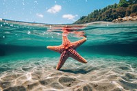 Fish underwater starfish outdoors. 