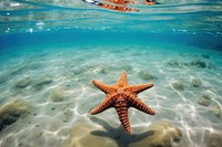 Underwater starfish wildlife outdoors. 