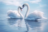 Swan outdoors animal nature. 