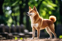 Dog wildlife mammal animal. AI generated Image by rawpixel.