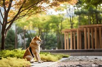 Dog outdoors animal mammal. 