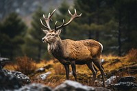 Wildlife animal antler mammal. 