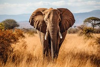 Elephant savanna grassland wildlife. 