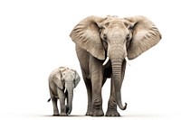 Elephant wildlife animal mammal. AI generated Image by rawpixel.