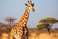 Giraffe savanna wildlife outdoors. 