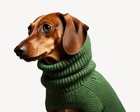 Sweater dachshund animal mammal. 