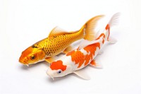 Animal fish koi carp. 