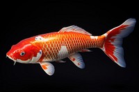 Fish koi animal carp. AI generated Image by rawpixel.