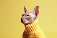 Sweater animal mammal yellow. 