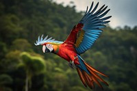 Animal parrot macaw bird. 