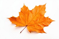 Autumn leaves maple plant. AI generated Image by rawpixel.