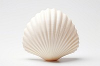 Seashell clam white background invertebrate. 