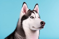 Dog mammal animal husky. AI generated Image by rawpixel.