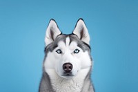 Dog mammal animal husky. AI generated Image by rawpixel.