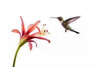 Hummingbird flower animal flying. 