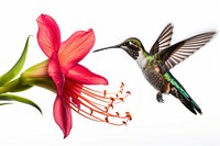 Hummingbird flower animal plant. 