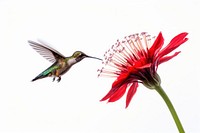 Hummingbird flower animal plant. 