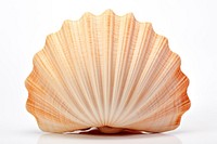 Seashell seafood clam white background. AI generated Image by rawpixel.
