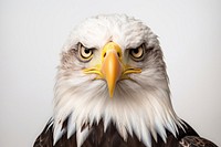 Portrait animal eagle bird. 