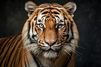 Tiger wildlife portrait animal