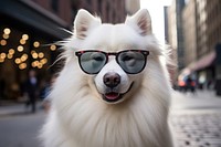 Glasses dog sunglasses mammal. 