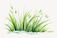 Grass plant green reed. 