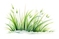 Grass plant green reed. 