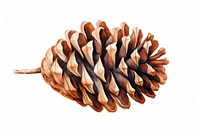 Plant pine cone pattern conifer. 