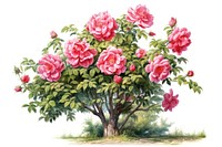 Rose blossom flower plant. AI generated Image by rawpixel.