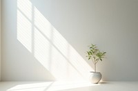 Architecture windowsill light plant. 