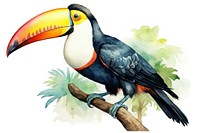 Toucan animal bird beak. 