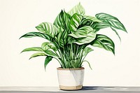 Plant leaf houseplant freshness. 