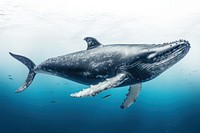 Whale animal mammal ocean. 