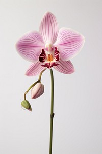 Orchid flower petal plant. AI generated Image by rawpixel.