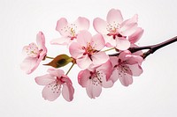 Blossom flower cherry plant. AI generated Image by rawpixel.