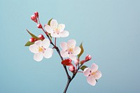 Blossom flower cherry plant. 