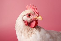 Chicken poultry animal bird. AI generated Image by rawpixel.