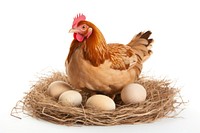 Egg chicken poultry animal. AI generated Image by rawpixel.