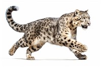 Leopard wildlife animal mammal. AI generated Image by rawpixel.