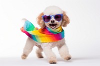 Glasses poodle sunglasses smiling. 