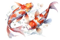 Fish koi animal carp