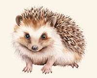 Porcupine hedgehog animal mammal. 