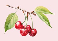 Cherry produce plant fruit. 