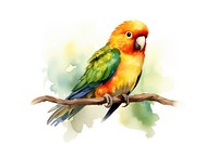 Bird lovebird parrot animal. 