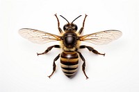 Bee animal insect hornet. 