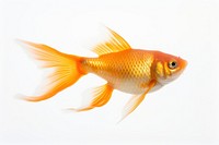 Fish goldfish animal white background. 