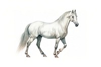 Horse stallion drawing animal. 